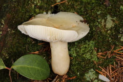 Russula perlactea