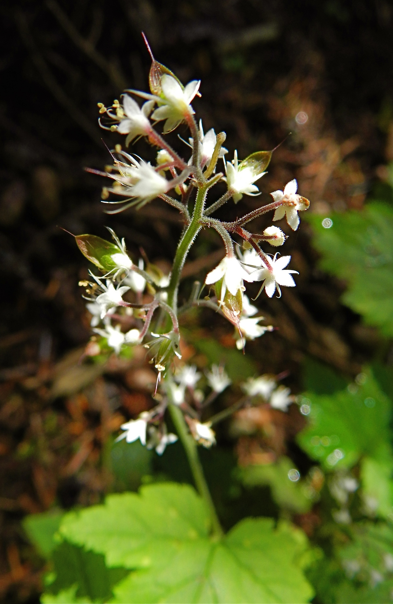 Tiarella cordifolia - Wikipedia