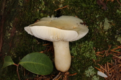 Russula perlactea