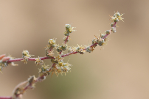 Caroxylon turkestanicum