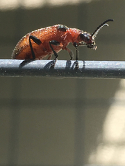 Ecnolagria rufescens