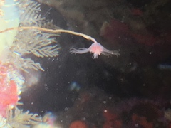 Ectopleura