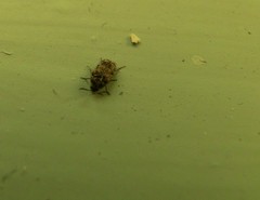 Trogoderma sternale sternale