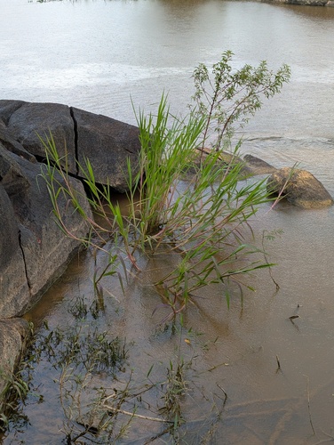 Louisiella elephantipes, 2026-02-20
