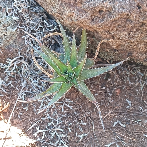Dyckia remotiflora