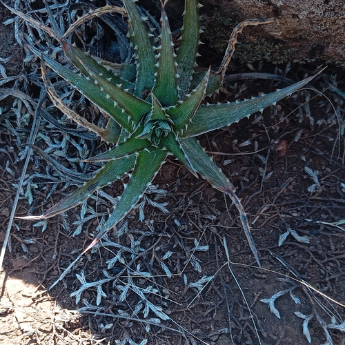 Dyckia remotiflora, photograph 1