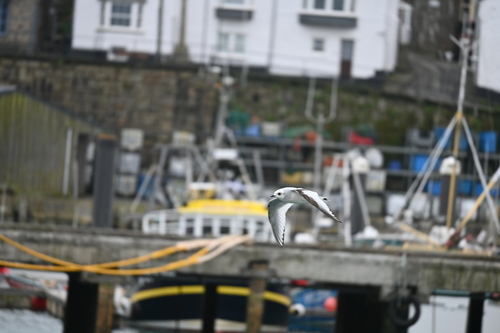 Ross's Gull (Rhodostethia rosea), photo 9