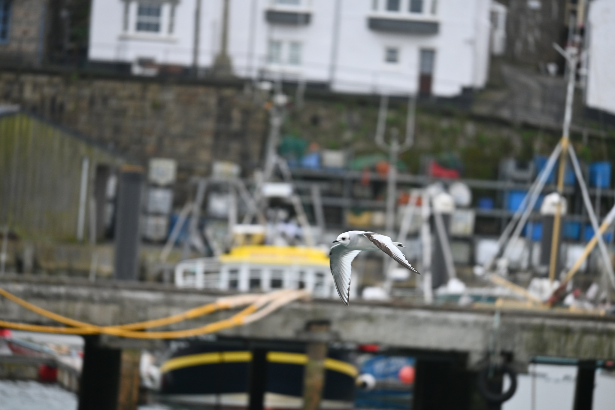 Ross's Gull (Rhodostethia rosea), photo 9