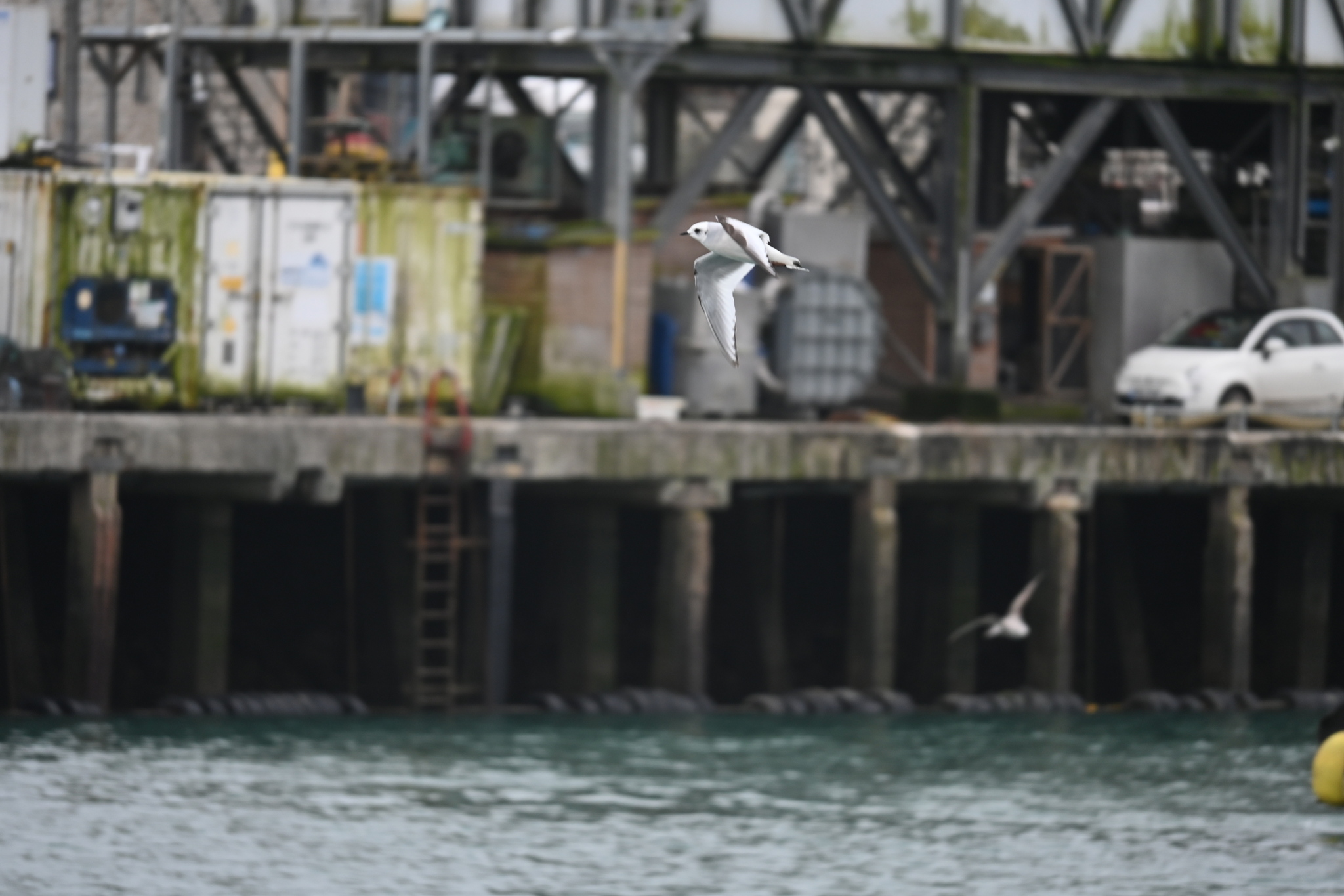 Ross's Gull (Rhodostethia rosea), photo 10