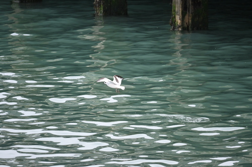 Ross's Gull (Rhodostethia rosea)