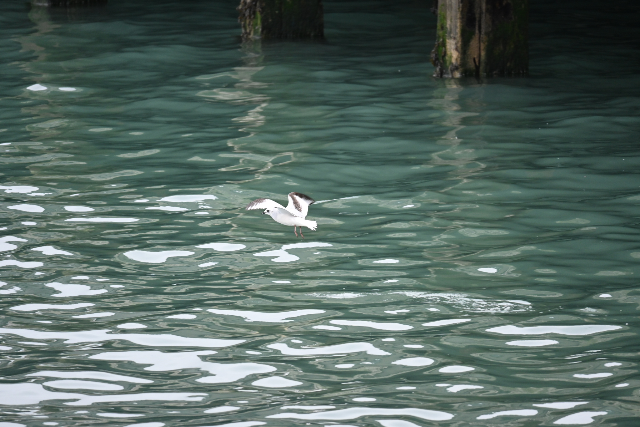 Ross's Gull (Rhodostethia rosea), photo 1