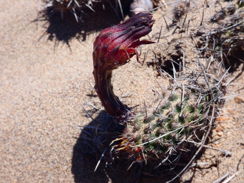 Haageocereus decumbens
