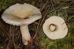 Russula perlactea