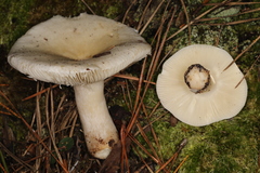 Russula perlactea