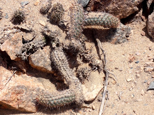 Haageocereus decumbens, photograph 1