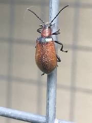 Ecnolagria rufescens