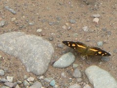 Telenassa berenice