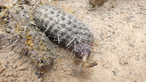 Haageocereus decumbens, photograph 2