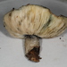 Tricholoma caligatum glaucescens - Photo (c) John Plischke, algunos derechos reservados (CC BY-NC-SA), uploaded by John Plischke