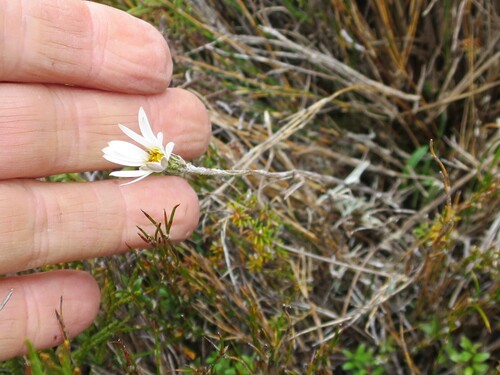 Celmisia alpina, photograph 5