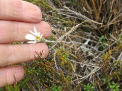 Celmisia alpina, photograph (c) Alice Shanks, some rights reserved (CC BY)