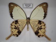 Papilio dardanus dardanus