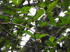 Campomanesia guazumifolia, photograph (c) Cecilia Fer Díaz, some rights reserved (CC BY)
