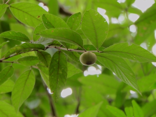 Campomanesia guazumifolia, photograph 4