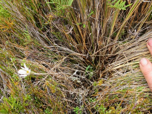 Celmisia alpina, photograph 6