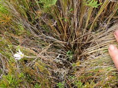 Celmisia alpina, photograph (c) Alice Shanks, some rights reserved (CC BY)