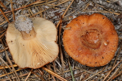 Lactarius proximellus