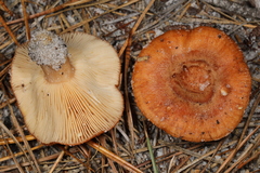 Lactarius proximellus