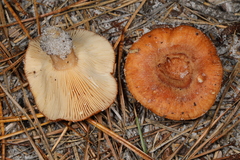 Lactarius proximellus