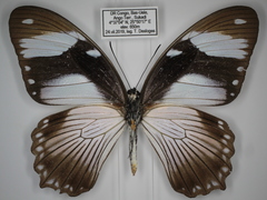 Papilio dardanus dardanus