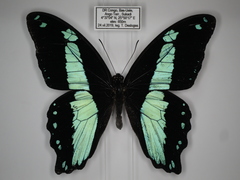 Papilio sosia pulchra