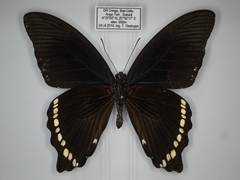 Papilio sosia pulchra