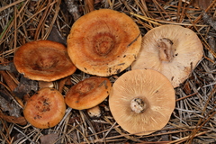 Lactarius proximellus