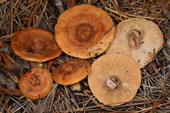 Lactarius proximellus
