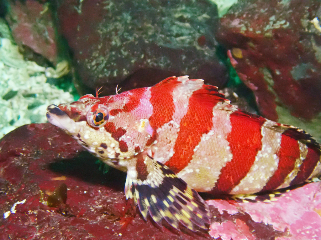 Painted Greenling