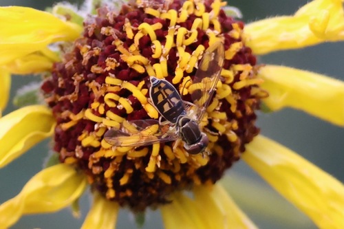 Unknown species found near Mission Trails Regional Park, 1 Father Junipero Serra Trail, San Diego, CA 92119, USA
