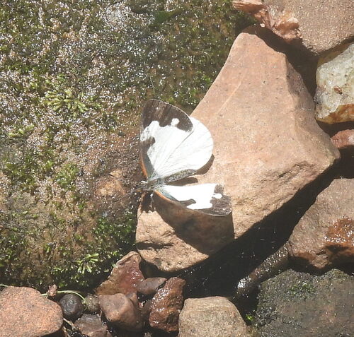 Dynamine myrrhina