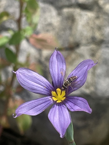 Unknown species found near Halison St, Torrance, CA, US