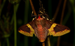 Pachynoa purpuralis