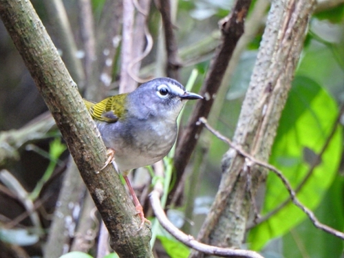White-rimmed Warbler (Myiothlypis leucoblephara), photo 10