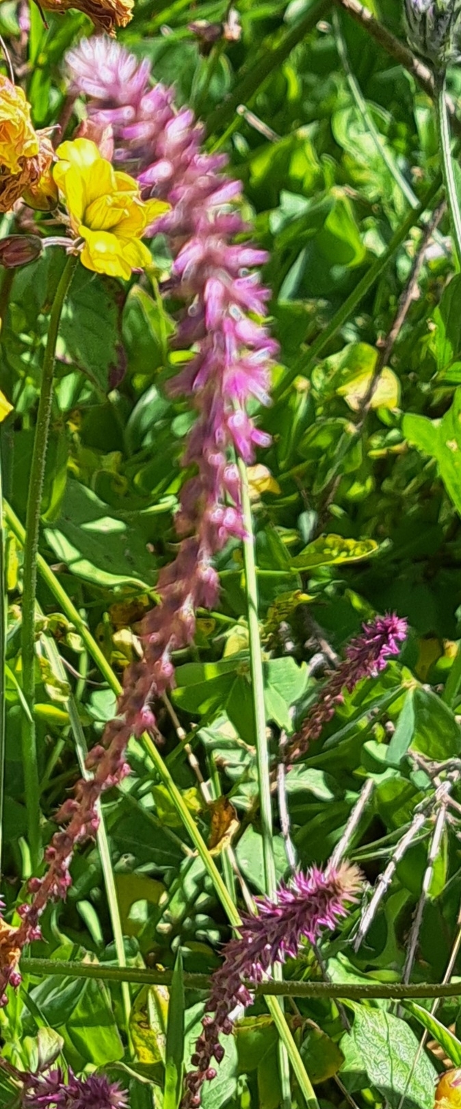 Tigrillo