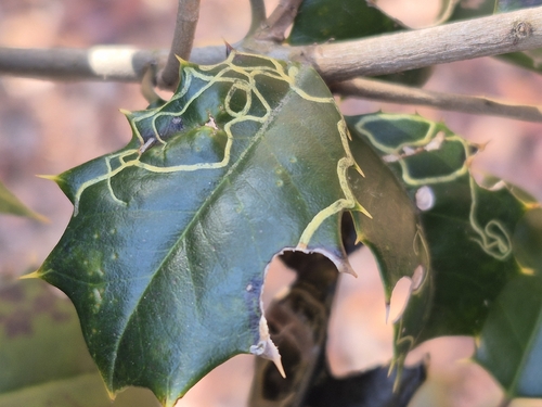 Unknown species found near Annapolis, MD 21409, USA