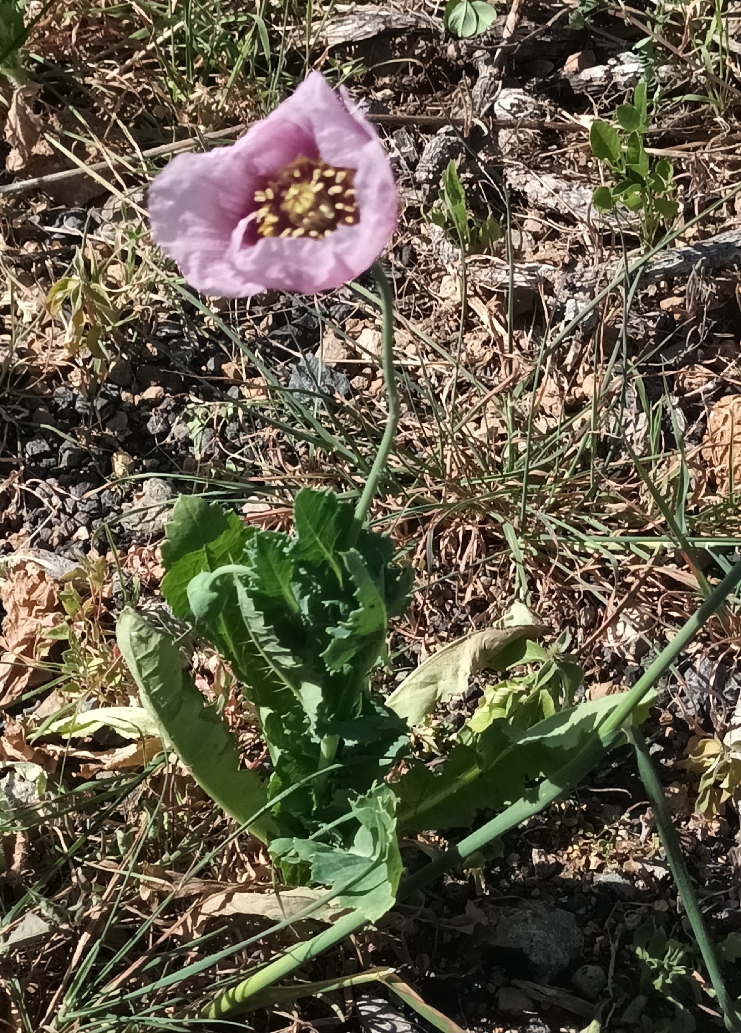 Dormidera