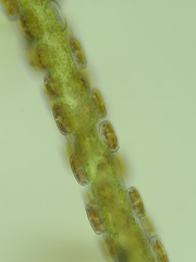 Cocconeis pediculus