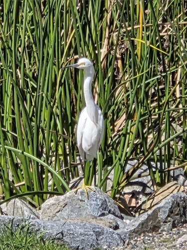 iNaturalist observation photo of Snowy Egret