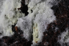 Tomentellopsis echinospora